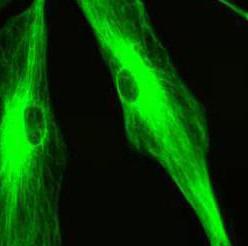 01-AFM-confocal-fluorescence-microscopy-can-be-complementary-tools-02