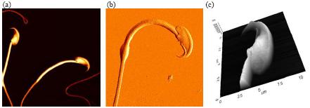 06-mouse-sperm-cells-afm-1