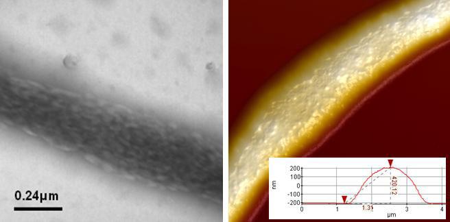 01-surface-morphology-electrospun-fibers-3