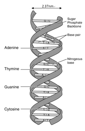 170309-structure-DNA