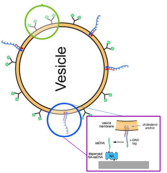 app28 fig54