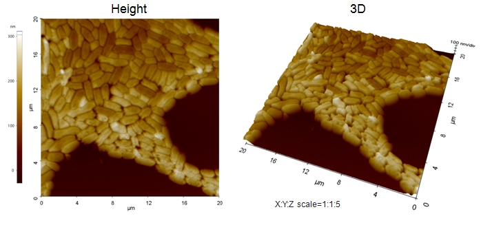 Wildtype S. Typhimurium Biofilm 2