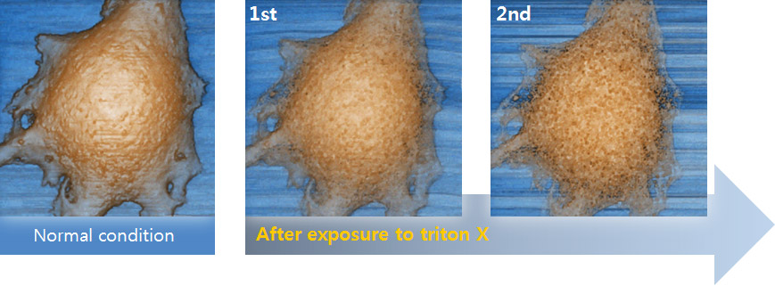 cell-membrane-imaging-after-detergent-exposure