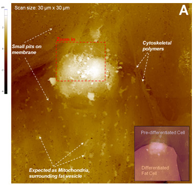 fat-cell-surface-image