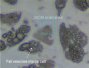 inverted-optical-microscope