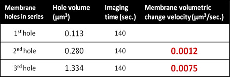 live-cell-membrane-holes-volumetric-analysis-2