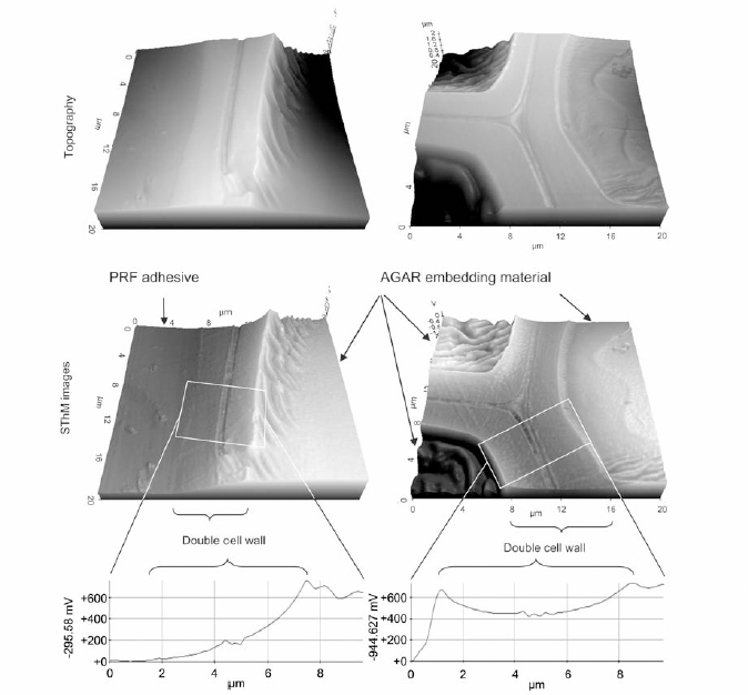 interview-Professor-David-Harper-figure-2-topography-sthm-wood-cells-prf-epoxy-resin