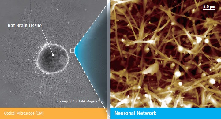 network-neuronal